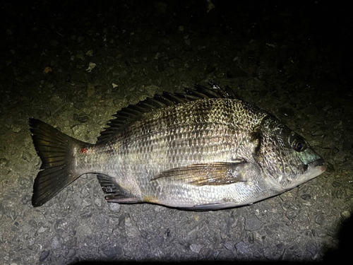 クロダイの釣果