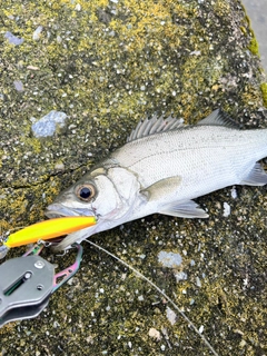 セイゴ（ヒラスズキ）の釣果