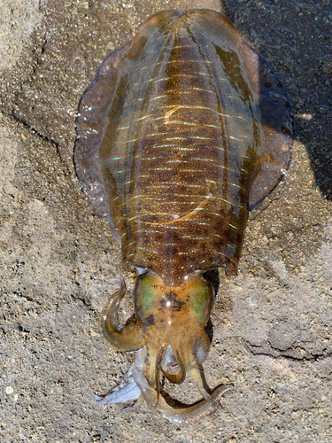 アオリイカの釣果