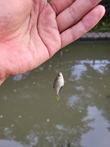 タナゴの釣果