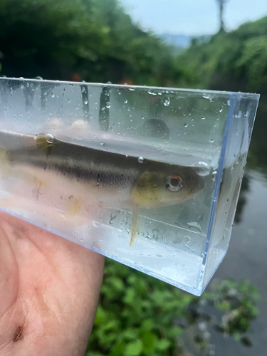 カワムツの釣果