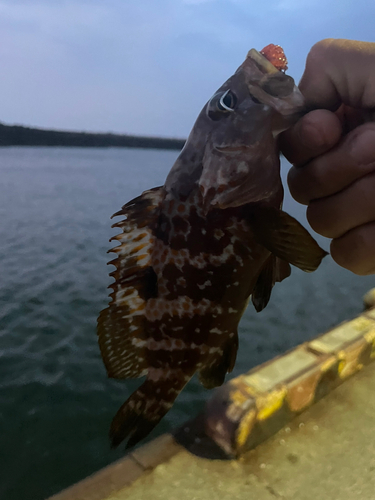 キジハタの釣果