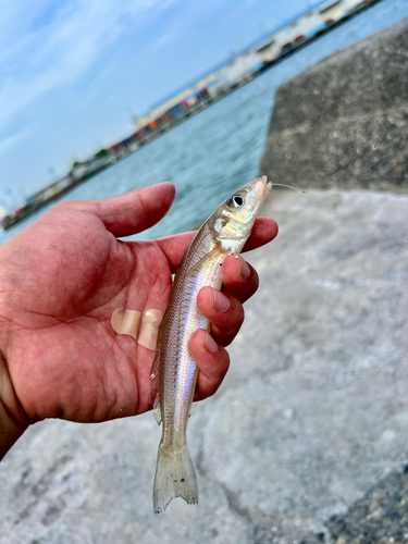 シロギスの釣果