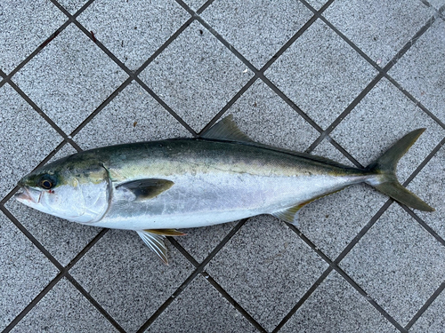 ワラサの釣果