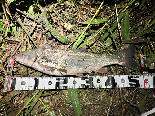 ウグイの釣果