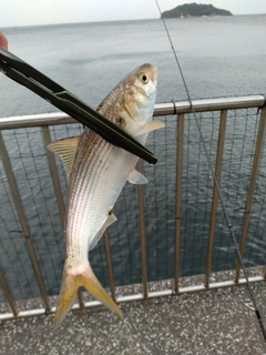 コノシロの釣果