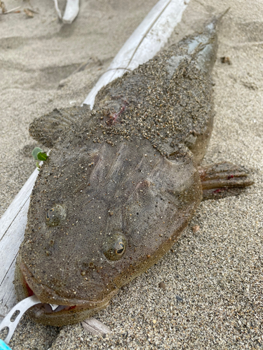 マゴチの釣果