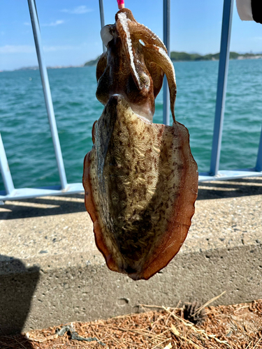 モンゴウイカの釣果