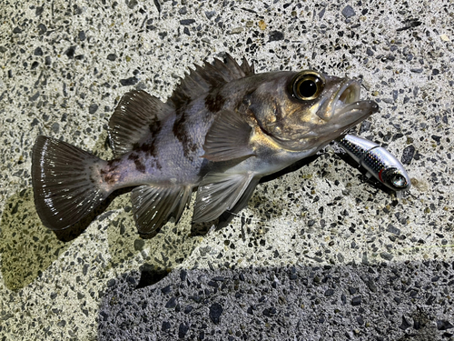 シロメバルの釣果