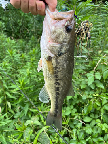 ブラックバスの釣果