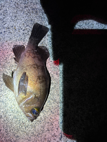 シロメバルの釣果