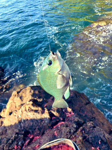 メジナの釣果