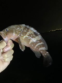 アコウの釣果