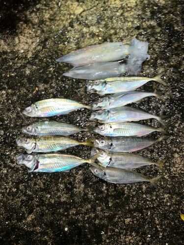 アジの釣果