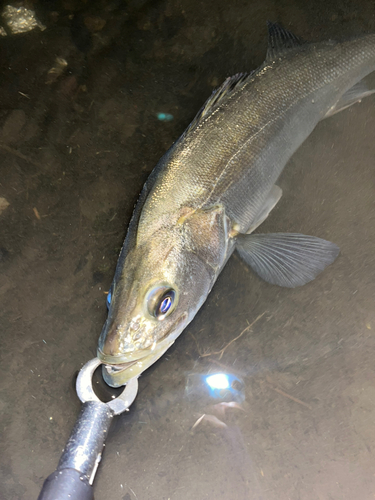 フッコ（マルスズキ）の釣果