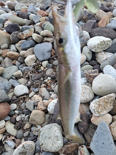 カマスの釣果