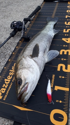 シーバスの釣果