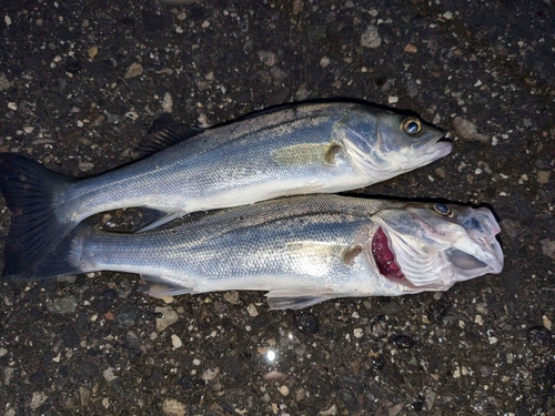 セイゴ（ヒラスズキ）の釣果