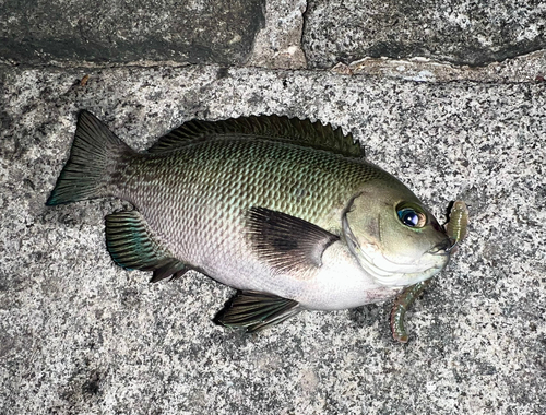 メジナの釣果