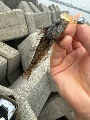 ハゼの釣果