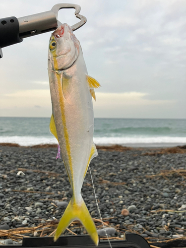 ワカシの釣果