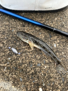 マハゼの釣果