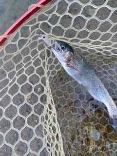 ニジマスの釣果