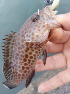 オオモンハタの釣果