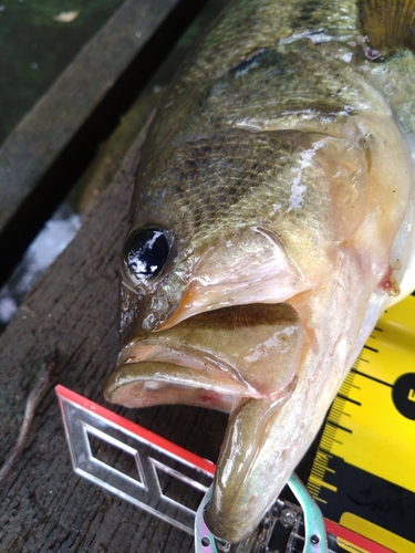 ブラックバスの釣果