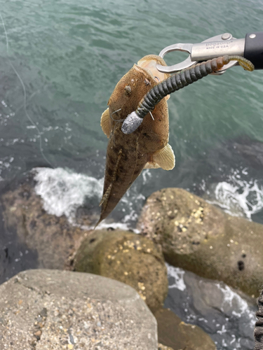 マゴチの釣果