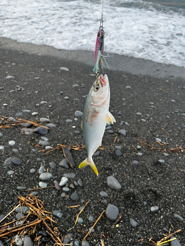 ワカシの釣果