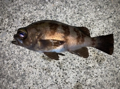 シロメバルの釣果