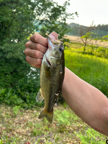 ラージマウスバスの釣果