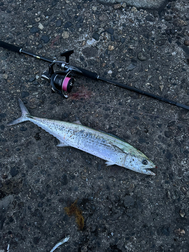 サゴシの釣果