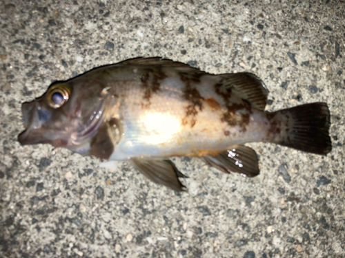 シロメバルの釣果