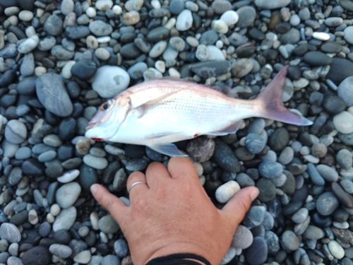 チャリコの釣果