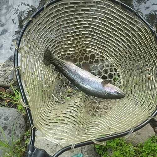 ニジマスの釣果