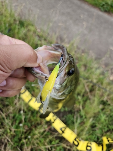 ブラックバスの釣果