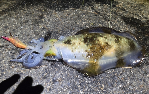 アオリイカの釣果