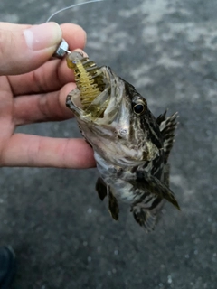 タケノコメバルの釣果