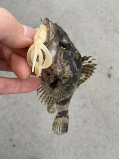 タケノコメバルの釣果