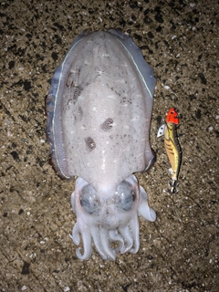 モンゴウイカの釣果