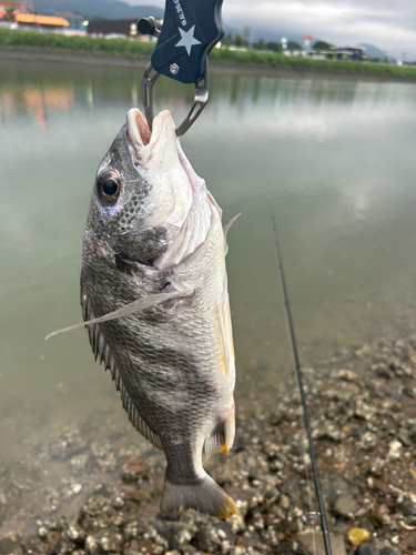 キビレの釣果