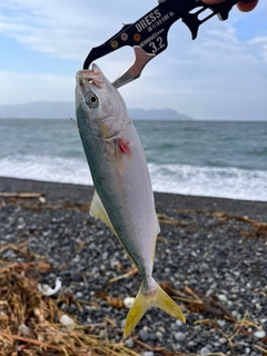 ワカシの釣果