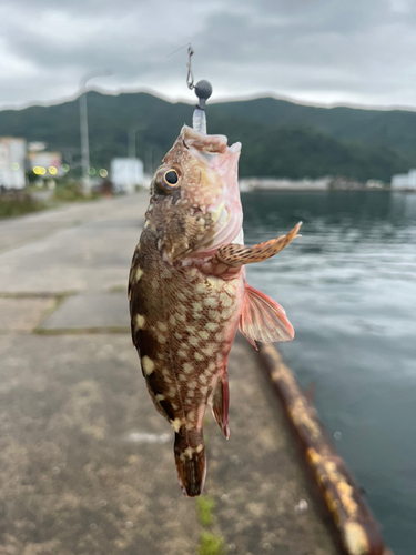 アラカブの釣果