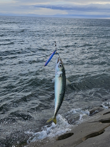 サバの釣果