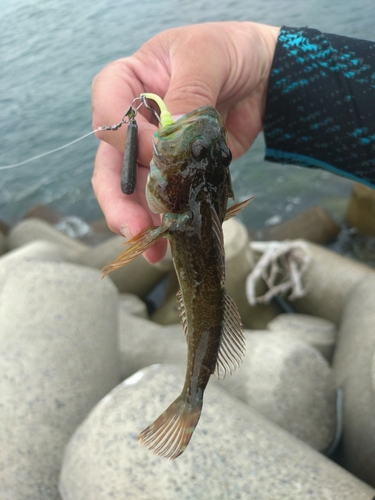 アナハゼの釣果