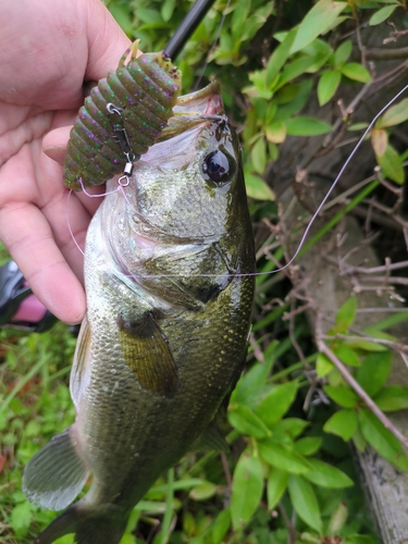 ブラックバスの釣果