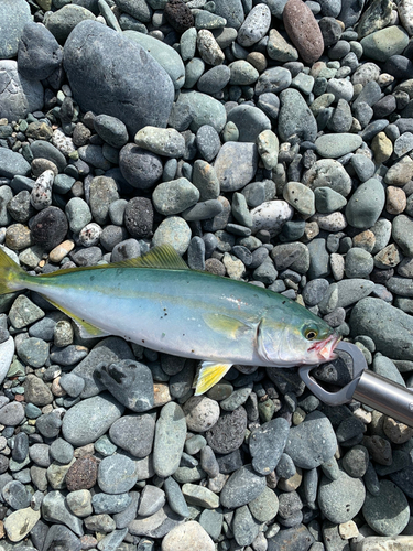 ワカシの釣果