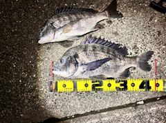 クロダイの釣果